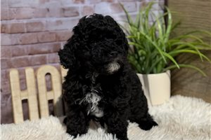Cole - Poodle, Miniature for sale