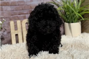 Chase - Miniature Poodle for sale