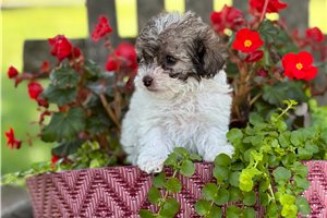 Nevaeh - Poodle, Miniature for sale