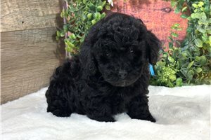 Teddy - Poodle, Miniature for sale