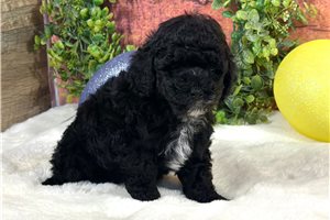 Cole - Poodle, Miniature for sale