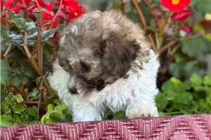 Paige - Miniature Poodle for sale