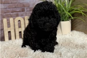 Teddy - Poodle, Miniature for sale
