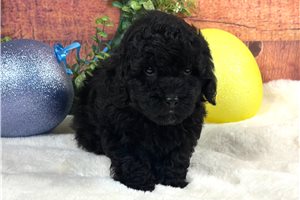 Chase - Miniature Poodle for sale