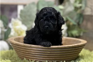 Chase - puppy for sale