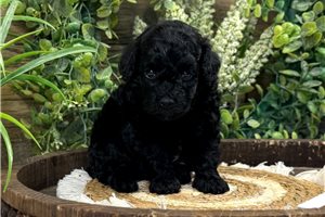Trevor - Toy Poodle for sale