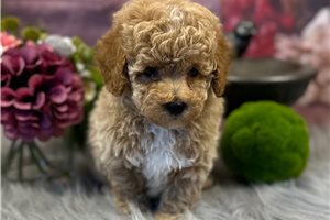 Lenny - Poodle, Toy for sale