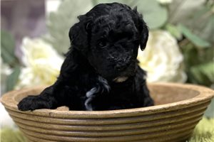 Cole - puppy for sale