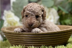 Fancy - Poodle, Miniature for sale