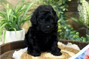 Laney - Poodle, Toy for sale