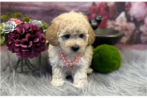 Mimi - Poodle, Toy for sale