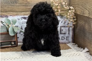 Everly - Poodle, Toy for sale