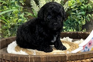 Everly - puppy for sale