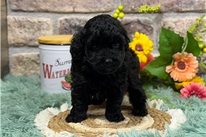 Trevor - Poodle, Toy for sale