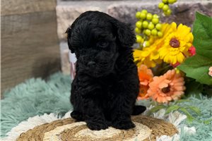 Everly - Poodle, Toy for sale