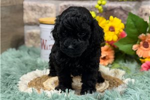 Laney - Poodle, Toy for sale