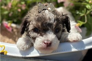 Nevaeh - Miniature Poodle for sale