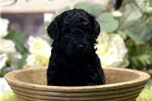 Lexi - puppy for sale