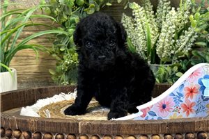 Bodie - puppy for sale