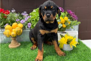 Grace - Rottweiler for sale
