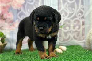 Dallas - puppy for sale