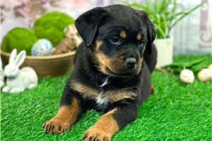 Jasmine - Rottweiler for sale