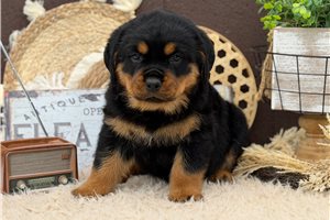 Ellie - Rottweiler for sale
