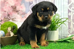 Bella - puppy for sale