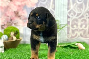 Chloe - Rottweiler for sale