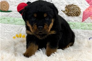Missy - puppy for sale