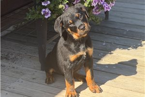 Hope - Rottweiler for sale