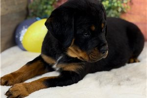 Jasmine - Rottweiler for sale
