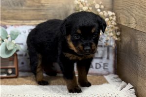 Coco - puppy for sale