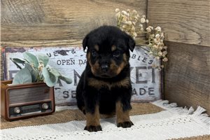 Oliver - puppy for sale