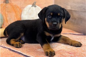 Toby, a Rottweiler puppy
