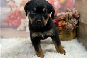 Hope - Rottweiler for sale