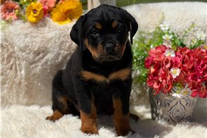Grace - Rottweiler for sale