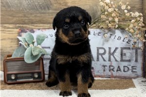 Toby - puppy for sale