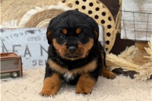 Zoey - Rottweiler for sale
