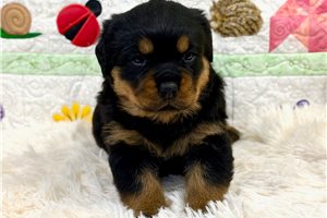 Ellie - Rottweiler for sale