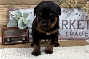 Teddy - puppy for sale