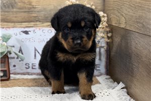 Romeo - puppy for sale