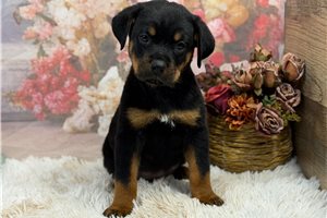 Teddy - Rottweiler for sale