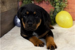 Chloe - Rottweiler for sale