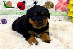 Zoey - Rottweiler for sale