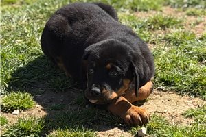 Chloe - puppy for sale