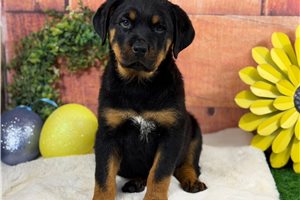 Apollo - Rottweiler for sale