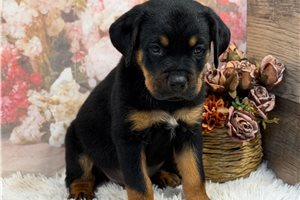 Buddy - Rottweiler for sale