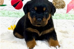 Dolly - Rottweiler for sale