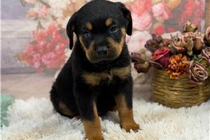 Maxx - Rottweiler for sale